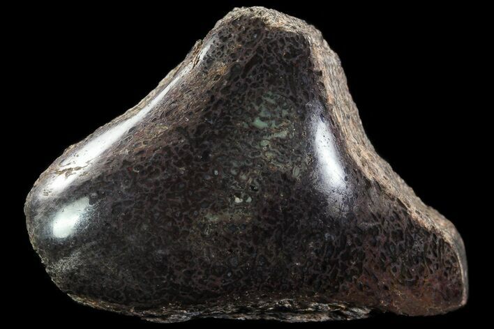 Polished Dinosaur Bone (Gembone) Section - Colorado #72974